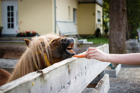 feeding carrots to the horseの写真素材