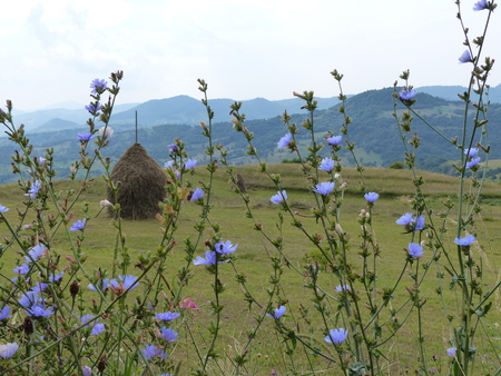 Bucolic landscape of Maramures in Romaniaの写真素材