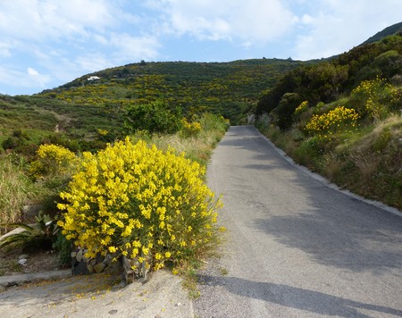A small road in the Mediterranean woodland in an Italian islandの写真素材