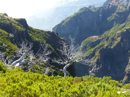 Silver trees in the paths from Pico Ruivo to Madeira in Portugal.の写真素材