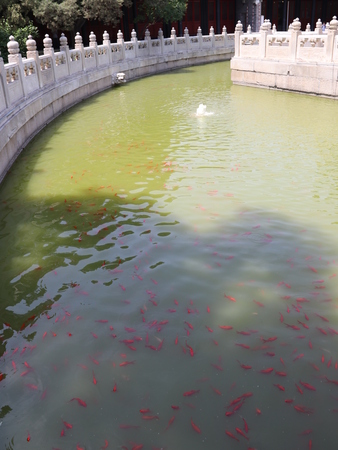 Pond with carpの写真素材