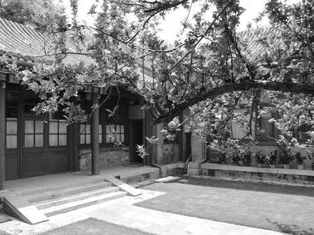 Begonia tree at gardenのeditorial素材