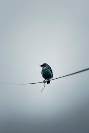 Blue bird on a wire against a gray sky. Shallow depth of field.の素材
