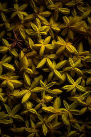 Close up of small yellow starfruits (Gardenia)の写真素材