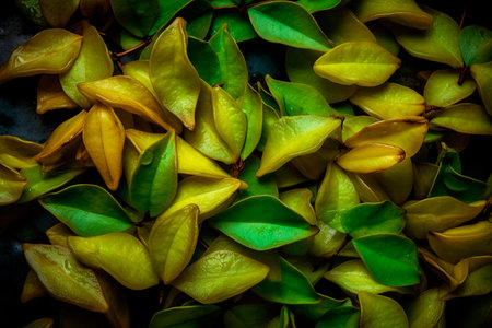 Star fruit, carambola or carambola on black backgroundの写真素材