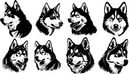 Siberian Husky - Set of vector illustrations ready for vinyl cutting.のイラスト素材