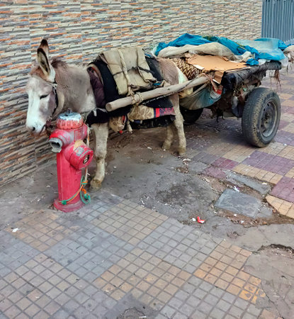 Donkey on the street in Khajuraho, India.の写真素材
