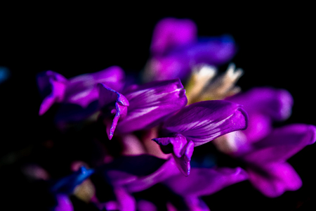 Purple Lupine Flowers Black Backdrop Macroの写真素材
