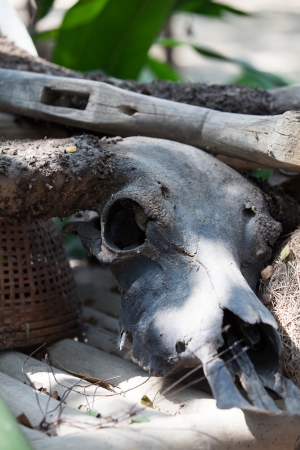 Buffalo skeletonの写真素材