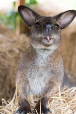 Cute wallabyの写真素材