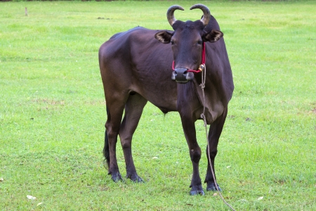 Breeder bullの写真素材