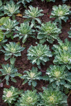 Vegetable farm