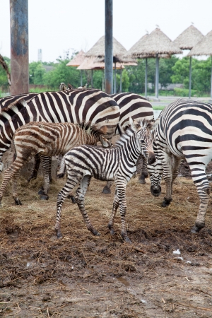 Zebra eatingの写真素材