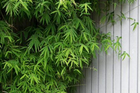 Ukuleleの写真素材