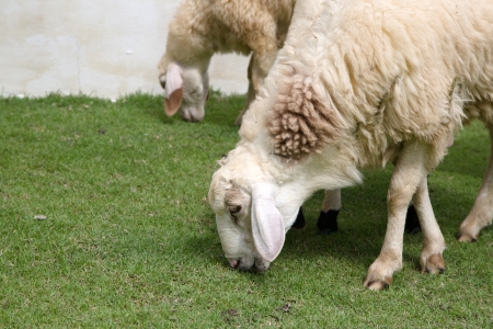 Cute sheepの写真素材