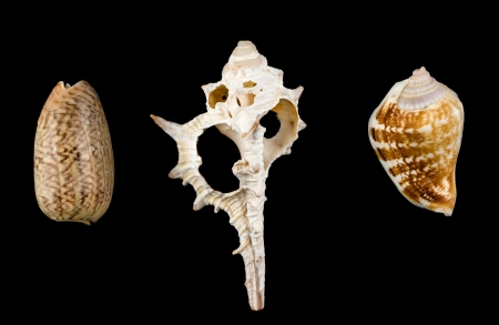 Mixed shellsの写真素材