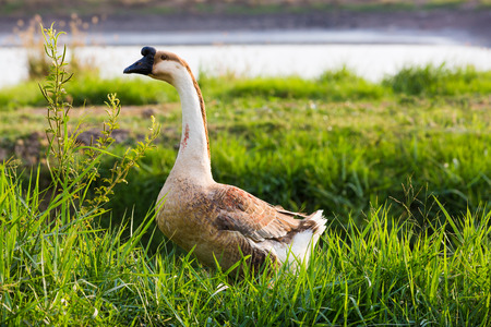 Standing gooseの写真素材