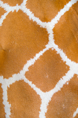 Giraffe detailの写真素材