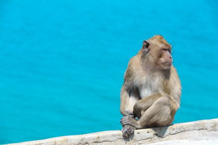 Thai monkey at a sea