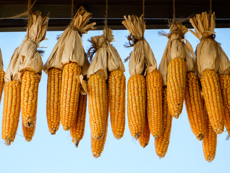 Dried cornの写真素材