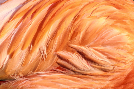 Detail of flamingo's featherの写真素材