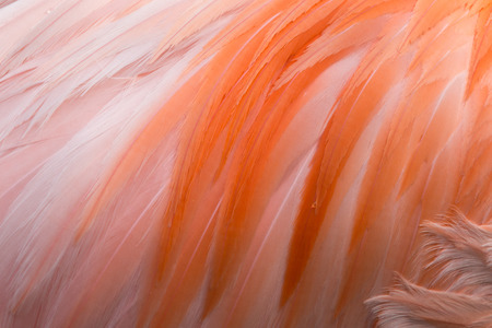 Detail of flamingo's featherの写真素材