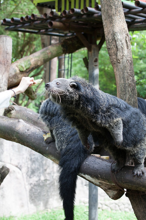 Cute bearcat on tree branchの写真素材