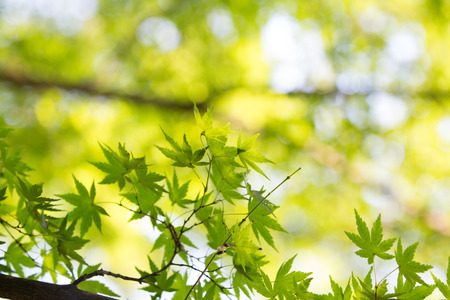 Vibrant green leaf background, shallow focus