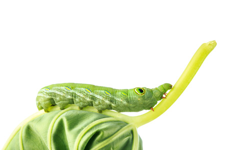 close up on caterpillar wormの写真素材