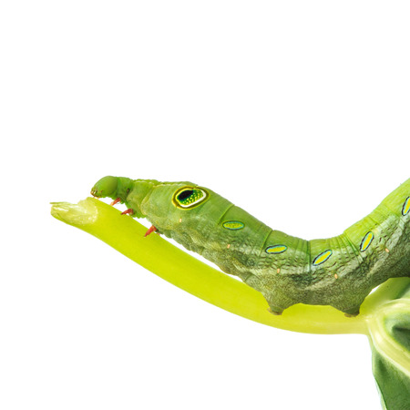close up on caterpillar worm