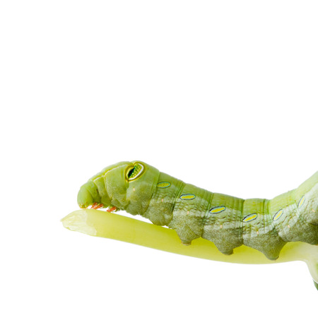 Catepillar isolated on white backgroundの写真素材