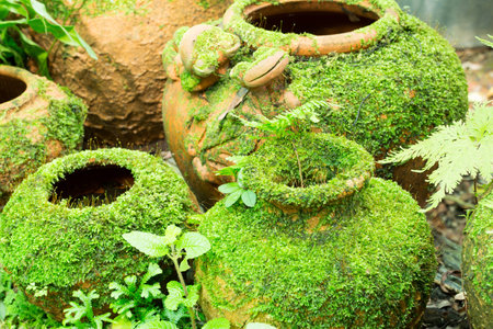 Pottery vase with mose grown onの写真素材