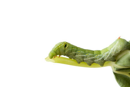 Catepillar isolated on white backgroundの写真素材