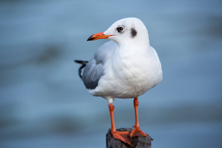 Seagull standing on a wooden poleの写真素材