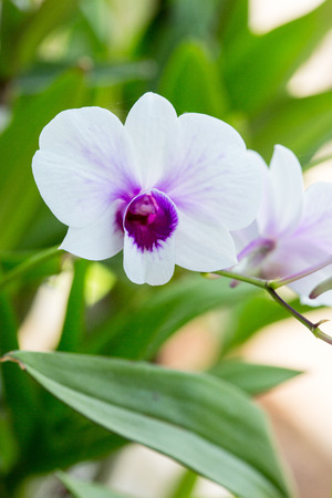 Purple oriental thai orchid on green backgroundの写真素材