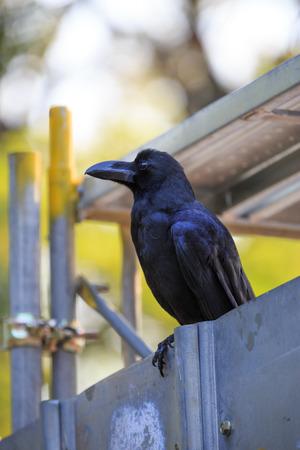 Japanese crow sitting in a park, they are pestsの写真素材