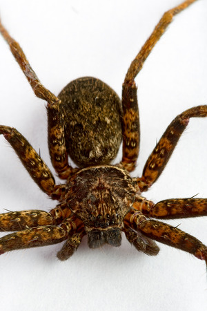 Close up on an asian wolf spider isolated on white background