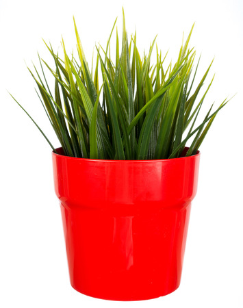 Artificial plant in red flower plot isolated on white backgroundの写真素材