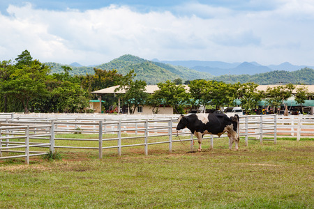 Male dairy cow bull breeder standing eating grassの写真素材