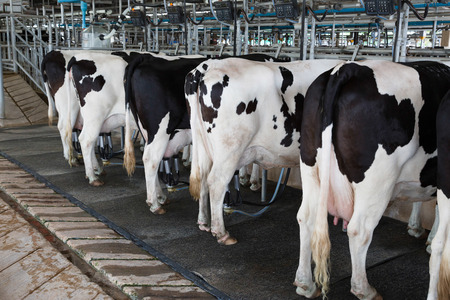 Dairy black and white cow in their milking facilityの写真素材