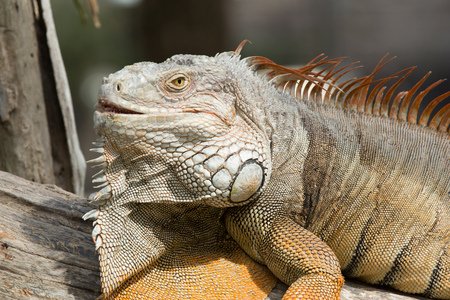 Iguana sitting on a tree branch sun bathingの写真素材