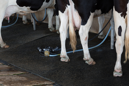 Dairy black and white cow in their milking facilityの写真素材