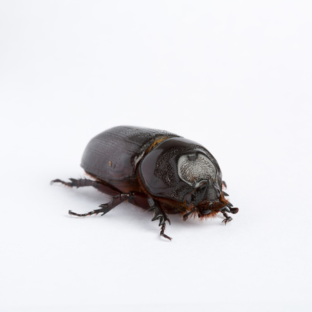 Black dung beetle isolated on white background