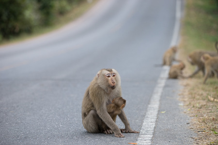 mother monkey with its cub on a roadsideの写真素材