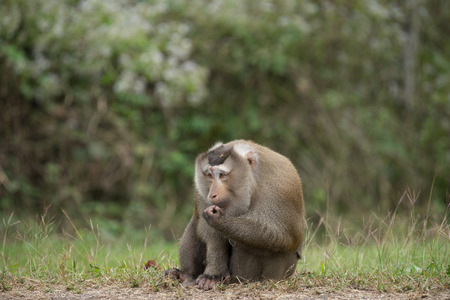 Alpha male monkey by the roadside eating