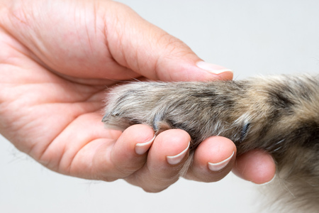 Woman's hand holding a mixed breed dog's pawの写真素材