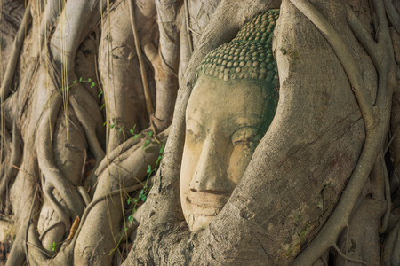 Buddha head looking off to the side embed in treeの写真素材