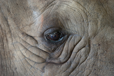 Close up on a rhino's eye and headの写真素材