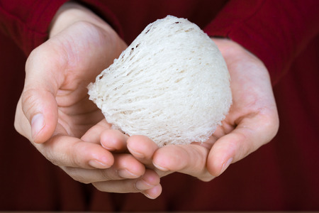 Fresh edible bird's nest on white paperの写真素材