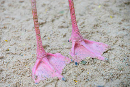 Pink feet of a flamingo bird on sandの写真素材